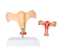 UIGJIOG 1 : 1 Grandeur Nature Homme Femelle Uterus Ovary Modèle Anatomie Organe Reproducteur Montre Vagin Bilateral Ovaire avec Produit Mode d'emploi Carte Et Base PVC pour l'enseignement Scolaire