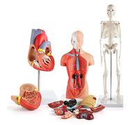 UIGJIOG 3D Anatomie Modèle Humain Heart Torso et Squelette Modèle Human Anatomie Modèles Kit d'apprentissage pour Enfants, Outils d'étude pour Anatomie et physiologie 3PCS