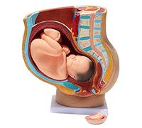 UIGJIOG 4 Pièces Femmes humaines Section pelvienne de Grossesse Modèle Anatomique Grossesse 9 Mois Modèle bébé Modèle Amovible Orgues Enceinte Femme Human Female