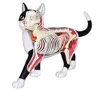 UIGJIOG 4D Cat Skeleton Anatomie Modèle Model Kit détachable et assemblé Chat Squelette de Chat Squelette Anatomique Modèle Anatomique Modèle Outil d'enseignement pour Enfants