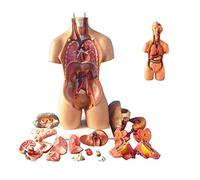 UIGJIOG 55 cm Torse Modèle d'assemblage Organes internes anatomiques du Corps Humain Corps Humain Corps Humain Anatomie de la Poitrine pour l'éducation enseignement enseignement