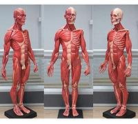 UIGJIOG 60cm Mannequin Anatomie Humaine Musculature Humaine Squelette Anatomique Modèle Male Anatomy Figure pour l'école Kit d'étude Anatomique Scolaire, Référence Anatomique pour Les Artistes,Rouge