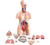 UIGJIOG 85Cm Anatomie Humaine Torse Modèle 32 Pcs Amovibles l'enseignement Aux Étudiants en Médecine Grand Outil d'apprentissage Sciences L'éducation Modèles Anatomiques Corporels 3D avec