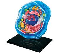 UIGJIOG Anatomie Animale et Plante,modèle Anatomique des de cellules cellules Animale microbiologie de la Cellule d'enseignement Structure du microbiologie sous Le Microscope