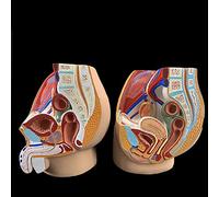 UIGJIOG Anatomie Sagittale Masculine Féminine Modèle D'anatomie Reproductive Pelvienne Structure Pelvienne Système Reproducteur Masculin Coupe Sagittale dans Le Bassin Féminin