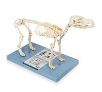 UIGJIOG Animaux Modèle Anatomique Affichage Taille Réelle Squelette de Chien Modèle d'Os Taille Standard 19,3" X7,9 X13,8 Modèle Anatomique Médical du Squelette de Chien