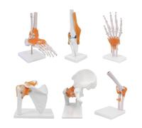 UIGJIOG Articulation du Corps Humain Ensemble 6 pièces Anatomie Modèle Squelette Modèle d'articulation Grandeur Nature Épaule Coude Hanche Pied Main Genou Modèle d'articulation du Genou Ressources