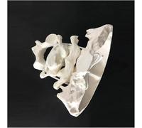 UIGJIOG Atlas et axe du modèle d'os Occipital avec modèle de Jambe occipitale Modèle de Jambe occipitale Humaine Vertèbres cervicales en PVC pour la Formation médicale