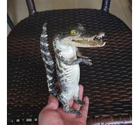 UIGJIOG C, Crocodile spécimen Ornement taxidermie véritable Alligator Animaux crânes Vrais os spécimen taxidermie Fournitures pour l'enseignement des Sciences Bricolage Bureau à Domicile décor