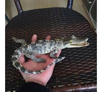 UIGJIOG Crocodile spécimen Ornement taxidermie véritable Alligator Animaux crânes Vrais os spécimen taxidermie Fournitures pour l'enseignement des Sciences Bricolage Bureau à Domicile décor