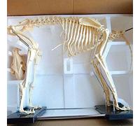 UIGJIOG Dog/Chat Anatomie Dog Skeleton Specimen Modèle Animaly Anatomy Modèle d'enseignement, modèle de Chien 4D Modèle Animal de Chien l'enseignement vétérinaire d'organes,Dog Natural