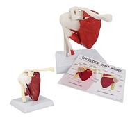 UIGJIOG Épaule Humaine avec Modèle D'anatomie Musculaire Modèle De Muscles De L'articulation De L'épaule, Modèle D'épaule en PVC avec Ligaments Anatomie De L'épaule pour Outil Éducatif Anatomicals