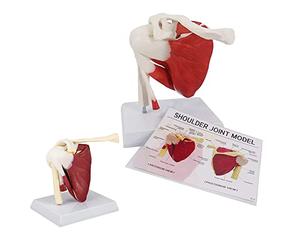 UIGJIOG Épaule Humaine avec Modèle D'anatomie Musculaire Modèle De Muscles De L'articulation De L'épaule, Modèle D'épaule en PVC avec Ligaments Anatomie De L'épaule pour Outil Éducatif Anatomicals