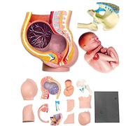 UIGJIOG Femmes humaines Enceinte de Section de Bassin Modèle 4D Modèle d'anatomie du Bassin de Grossesse avec bébé fœtus Fetus Human Anatomy Model for School Lab, Biology Teaching Aid