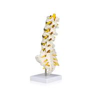 UIGJIOG Modèle Anatomique Articulé Lumbar Colonne de la Colonne vertébrale de qualité médicale 5 Lumbare/vertèbre avec disques intervertébraux, nerfs lombaires et moelle épinière