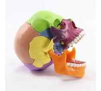 UIGJIOG Modèle Anatomique Couleur du Crâne Crâne Humain, L'anatomie Humaine 15 Pièces, Modèle Réaliste Et Précis Et Flexible Modèle Amovible