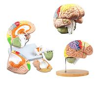 UIGJIOG Modèle Anatomique De Cerveau Grandeur Nature 2 Fois Cerveau La Région Humaine À Code Couleur 4Parties Modèle Supplément Détachable Modèle Médical D'enseignement des Neurosciences Cérébrales