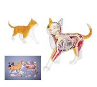 UIGJIOG Modèle Anatomique De Chat Organes Amovibles Corps 28 Pièces Squelette De Chat Modèle Anatomique Conception Médicale Semi-Transparente Modèle De Chat pour l'enseignement De La Formation