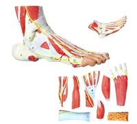 UIGJIOG Modèle Anatomique du Pied en 9 Parties 81 Signes numériques Modèle d'anatomie du Pied Humain Modèle de Pied Os Muscles Ligaments Nerfs Vaisseaux sanguins du Pied Humain