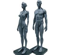 UIGJIOG Modèle Anatomique Humain de la résine de 30 cm, mâle et Femelle Gris moitié Musculaire moitié de la Peau Anatomie crâne Corps modèle Muscle modèle osseux modèle
