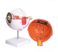 UIGJIOG Modèle Anatomique l'oeil Modèle l'oeil Humain Agrandi 6X avec Support Amovible,Modèle Anatomique du Globe Oculaire Sciences, L'étude en Classe, L'affichage Et L'éducation Médicale.