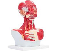 UIGJIOG Modèle Anatomique tête Humaine et Muscle pour la Formation au Visage en microplastique, Chirurgie Musculaire du Visage modèle Anatomique Muscles tête du Cou et Poitrine d'anatomie Humaine