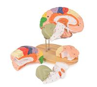 UIGJIOG Modèle D'anatomie 2 Fois La Taille Réelle Modèle Cerveau Humain pour Les Neurosciences Modèle Cerveau Étiqueté avec Le Guide D'étude pour l'enseignement des Sciences Affichage De L'étude