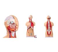 UIGJIOG Modèle d'anatomie du Torse Humain de 85 cm Modèle de Torse Grandeur Nature en 32 Parties avec cœur, tête, crâne, Cerveau, Couches Musculaires viscérales, modèle