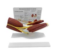 UIGJIOG Modèle D'articulation Du Coude Musclé,Modèle Fonctionnel Muscles L'articulation Du Coude Nerfs Et Des Ligaments Du Corps Humain Modèle D'articulation Du Coude Droit Pour L'enseignement