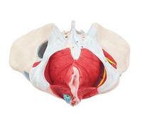 UIGJIOG Modèle De Bassin Féminin Grandeur Nature avec Muscles du Plancher Pelvien,Ligaments Et Modèle D'anatomie Nerfs,Bassin Féminin Humain avec Modèle Muscle du Plancher Pelvien Neuromusculaire