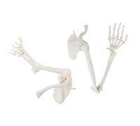 UIGJIOG Modèle De Bras Anatomique,Modèle De Squelette De Bras Humain, Bras Anatomique Grandeur Nature,Les Os du Bras Plus La Clavicule,L'omoplate Et L'os De La Main Articulé,MODÈLE DE Bras Skeleton