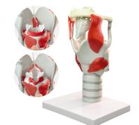 UIGJIOG Modèle de Cartilage laryngé 3X Modèle de Fonction laryngée Convient pour la Formation médicale et l'éducation des Patients