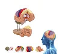UIGJIOG Modèle De Cerveau Humain Grandeur Nature 2X Coloré Modèle Anatomique du Cerveau Modèle De Cerveau Démontable en 4 Parties pour L'anatomie Et La Neuroanatomie l'enseignement Médica