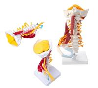 UIGJIOG Modèle De Colonne Cervicale 1:1 Grandeur Nature Vertèbres Cervicales Corps Vertébral Rachis Cervical Modèle Nerveux Anatomie Humaine Moelle Épinière Vertèbres Cervicales Squelette