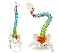 UIGJIOG Modèle De Colonne Vertébrale Anatomiquement Précis 85Cm Humaine Peint Flexible avec Support,Chiropratique avec Outil D'enseignement du Bassin,De La Colonne Vertébrale,des Nerfs