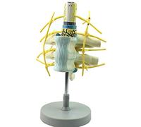 UIGJIOG Modèle De Colonne Vertébrale Modèle Agrandi De La Colonne Vertébrale Thoracique Humaine De La Moelle Épinière Et des Nerfs Spinaux Attachés Aux Vertèbres Modèle De Vertèbre D'anatomie