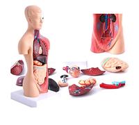 UIGJIOG Modèle De Corps Humain 28Cm, Organes Internes Médicaux Anatomiques 15 Pcs Modèle D'anatomie De Torse Humain avec Coeur Cerveau Squelette pour Enseigner Les Enfants Anatomie Education