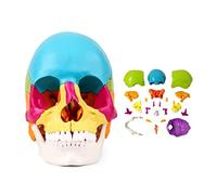UIGJIOG Modèle De Crâne Éclaté 22 Pièces Grandeur Nature Modèle De Crâne Humain Coloré Tête De Squelette Capuchon De Crâne Amovible Et Mandibule Articulée Couleur Humaine Crâne Médical Clinique