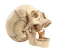 UIGJIOG Modèle de crâne Humain Skull Anatomique anormable dans 15 Parties Modèle médical Outil d'enseignement Modèle Skull