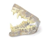 UIGJIOG Modèle de mâchoire Canine, Maquette Canine modèle Dentaire corporel Anatomie réplique de la mâchoire de Chien avec des Dents pour Outils éducatifs vétérinaires