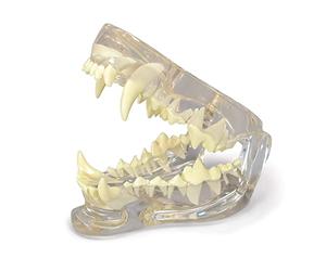 UIGJIOG Modèle de mâchoire Canine, Maquette Canine modèle Dentaire corporel Anatomie réplique de la mâchoire de Chien avec des Dents pour Outils éducatifs vétérinaires