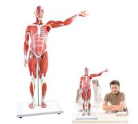 UIGJIOG Modèle de Muscle du Corps Humain en 27 Parties Demi-Grandeur Nature Modèle Muscle et d'organe Humain Figure Musculaire avec Organes Amovibles et Anatomie Musculaire Formation médicale