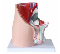 UIGJIOG Modèle de Section sagittale pelvienne Masculine Modèle de système reproducteur Modèle de système urinaire