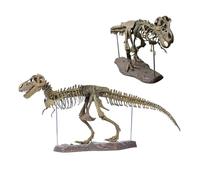 UIGJIOG Modèle De Squelette De Dinosaure 70Cm Modèle Éducatif Spécimen d'animal Squelette De Dinosaure Biologie Humaine Outil De Démonstration
