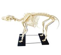 UIGJIOG Modèle de Squelette Standard Chien Samlet, Gros Chien Squelette modèle Squelette Squelette Anatomique Don de modèle d'enseignement vétérinaire modèle PVC,M