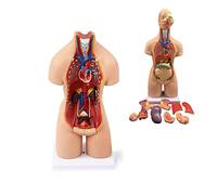 UIGJIOG Modèle De Torse du Corps Humain 55 Cm Modèle D'anatomie Unisexe 19 Organes Amovibles Modèle De Corps Humain Torse Modèle Anatomique pour Modèles D'enseignement Médical pour Salle De Classe