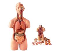 UIGJIOG Modèle de Torse Humain 55cm, modèle assemblé, Anatomie Humaine médicale modèle Anatomique modèle éducatif Jouets éducatifs