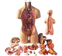 UIGJIOG Modèle de Torse Humain, Organes Humains Amovibles, modèle d'anatomie corporelle, modèle d'assemblage Anatomique 4D des Organes Humains modèle TORTors Torso Structure du système 55cm