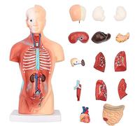UIGJIOG Modèle de Torse, modèle de Corps Humain Torso Poupée Anatomie 15 Pièces Amovibles Squelette Squelette Visceral Cerveau avec Manuel détaillé 10.5inch / 26cm Hauteur