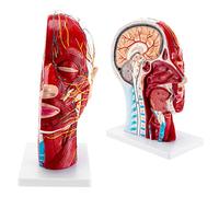 UIGJIOG Modèle demi-tête, structure du système nerveux humain, modèle musculaire neuro-vasculaire superficiel, modèle anatomique humain, demi-tête et visage anatomie médicale cerveau cou section